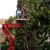 Brooksville Tree Services by Freedom Land Services LLC